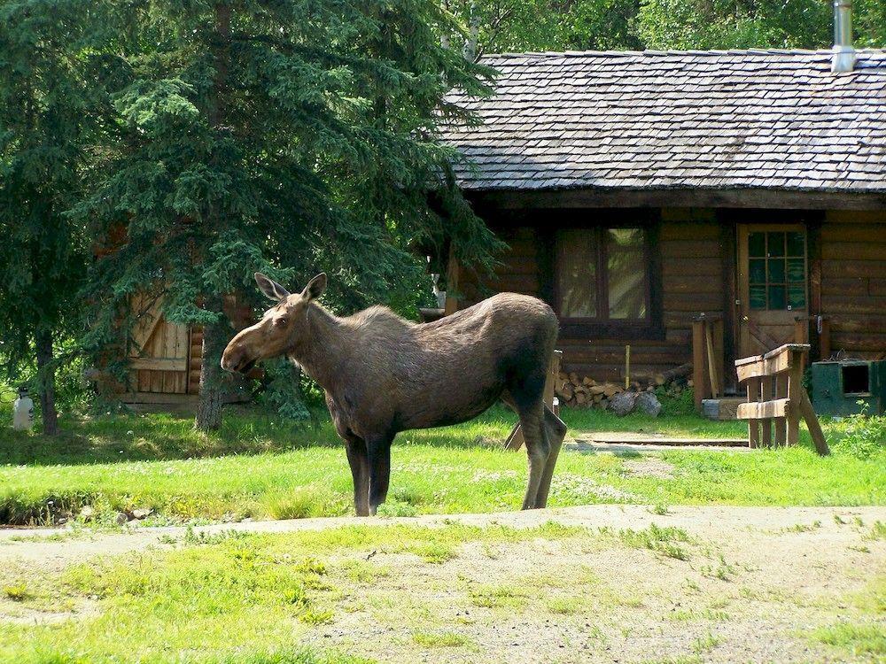 Chena Hot Springs Resort Fairbanks Exteriér fotografie